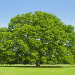 一枚板専門店　木の防虫効果
